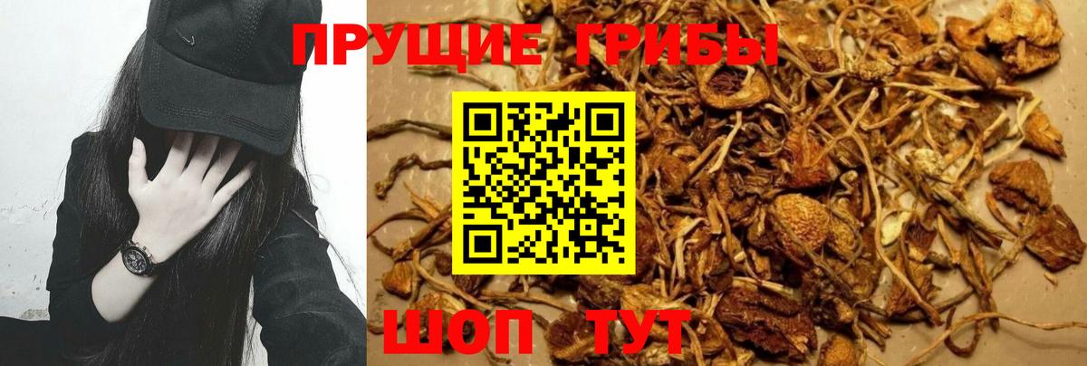 Псилоцибиновые грибы Psilocybine cubensis  Вход с VPN  Шали 